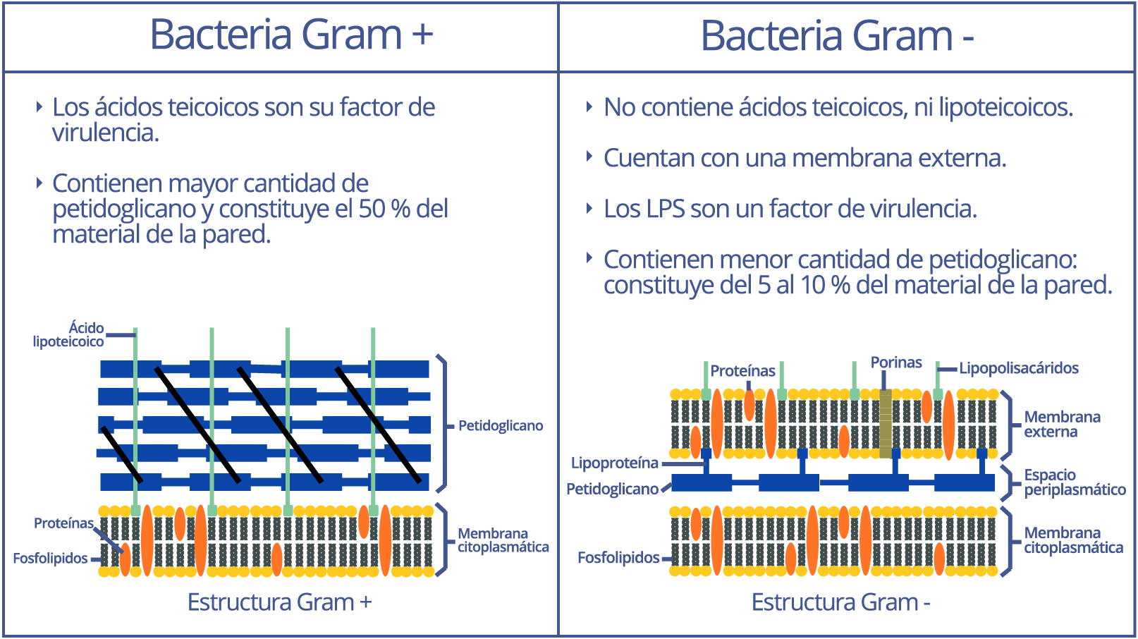 Diferenciando Bacterias Gram Positivo Y Gram Negativo Mediante