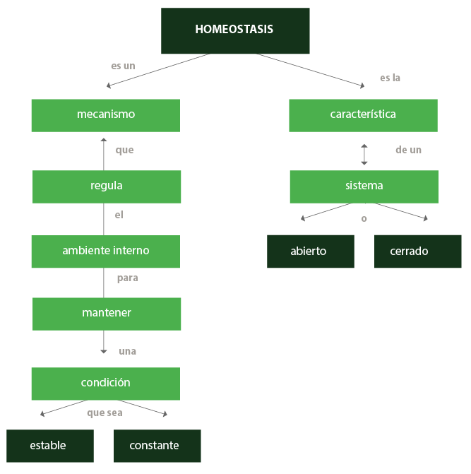 Descripción del término homeostasis