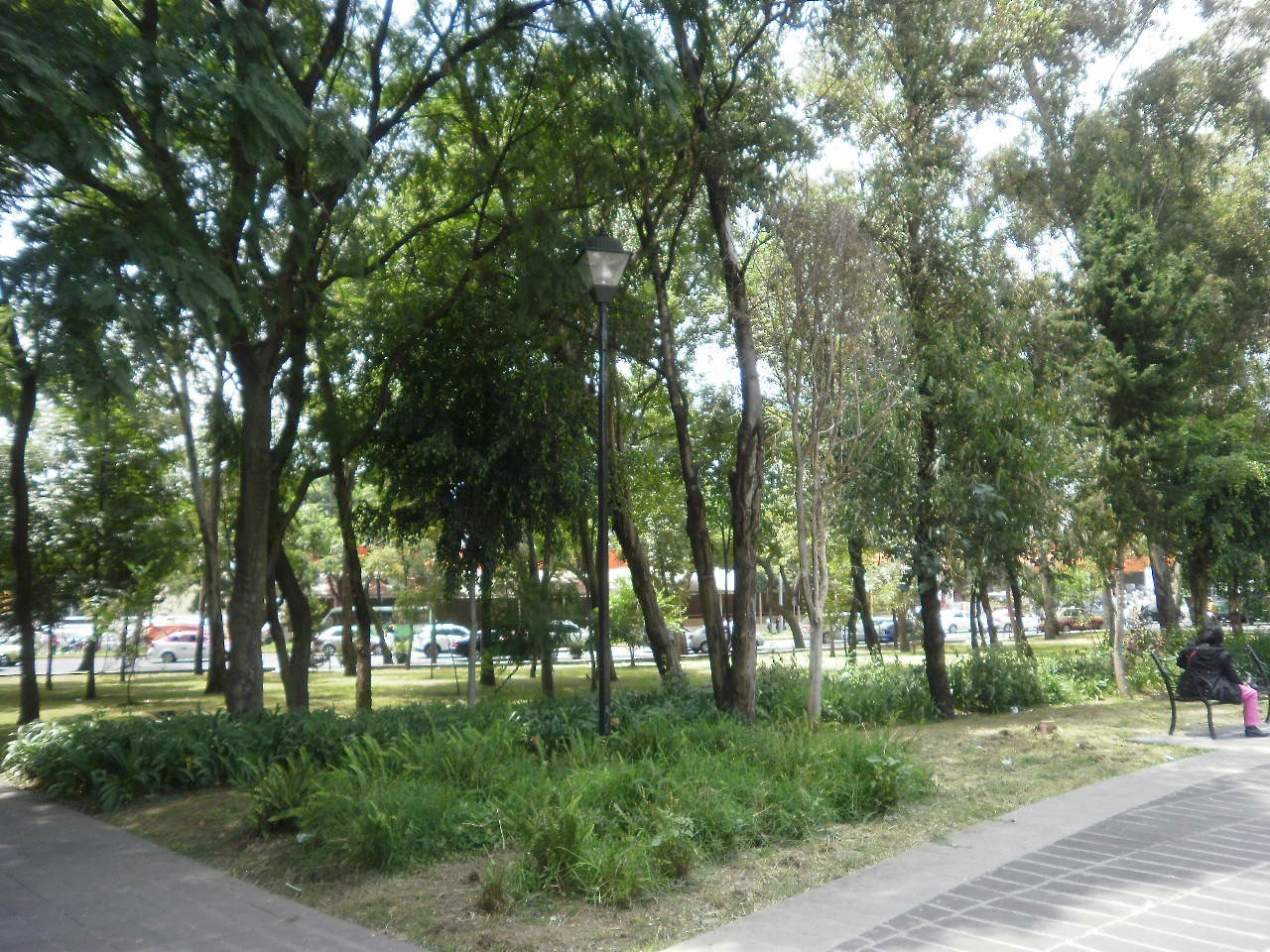 Árboles de un parque