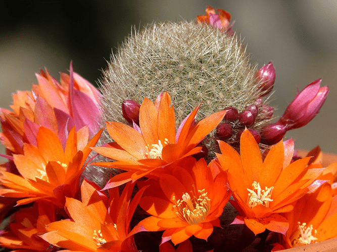 Fotografía de cactus con flores