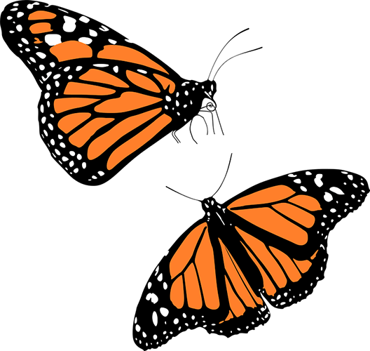 Ilustración de mariposas monarca