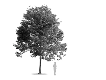 Ilustración de un árbol en blanco y negro con una persona a su lado derecho