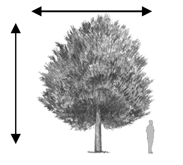 Ilustración que muestra un árbol y unas flechas que indican su dimensión