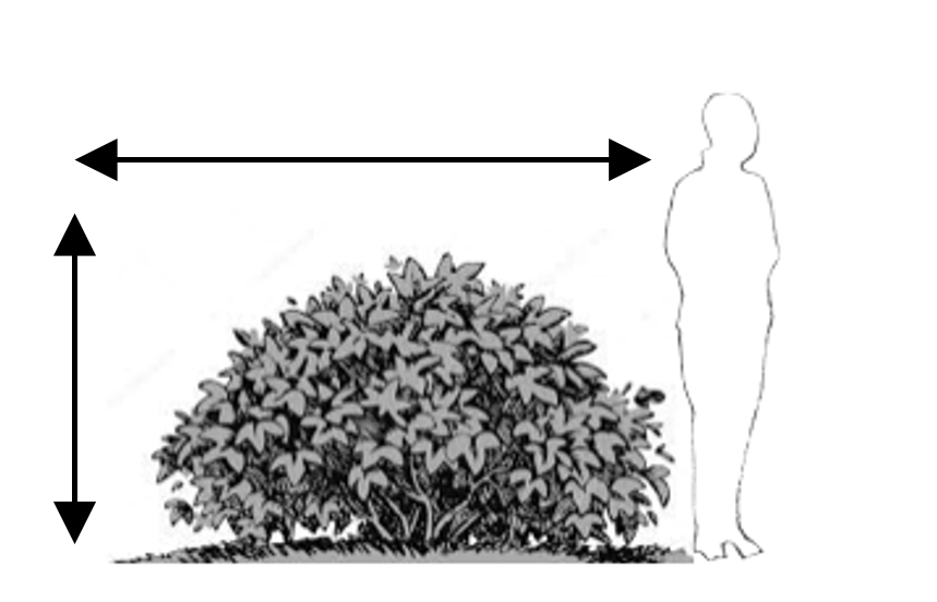 Ilustración que muestran un arbusto y unas flechas que indican su dimensión