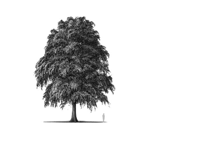 Ilustración de un árbol y una persona parada debajo del lado derecho