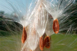 Fotografía de una planta