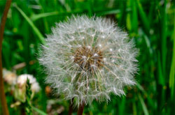 Fotografía de una planta