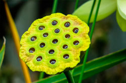 Fotografía de una planta