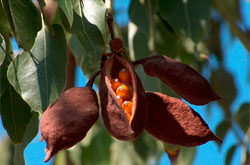 Fotografía de frutos de un árbol