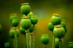 Fotografía de una planta