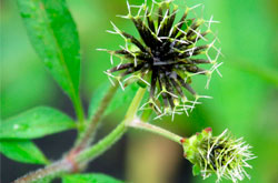 Fotografía de una planta