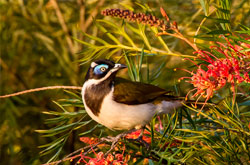 Fotografía de un pájaro sobre plantas