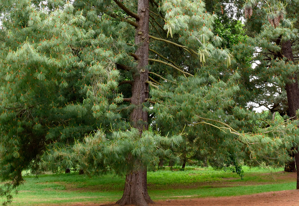 Fotografía de un árbol