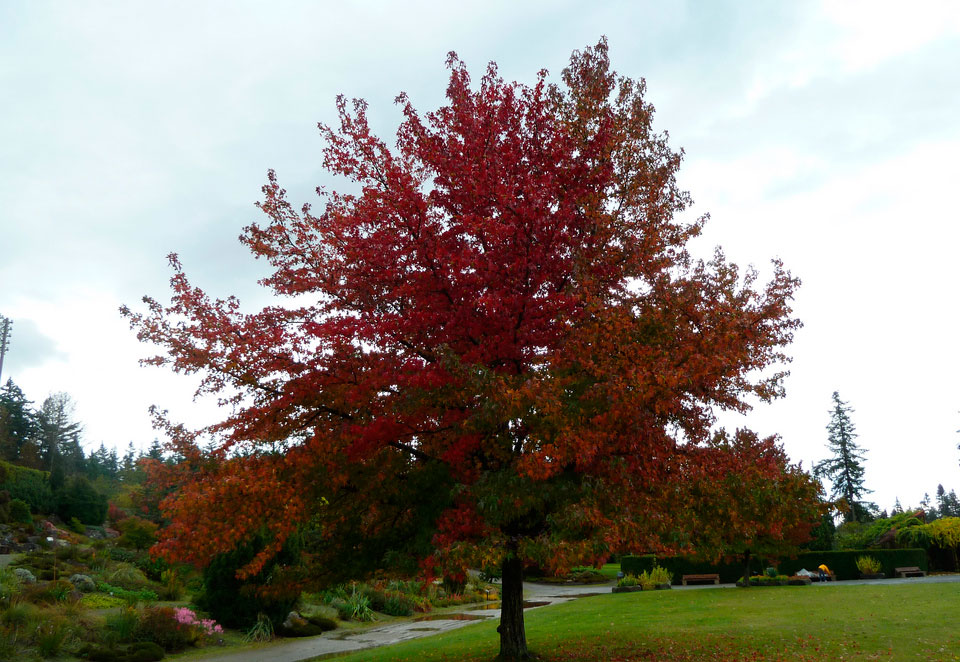 Fotografía de un árbol