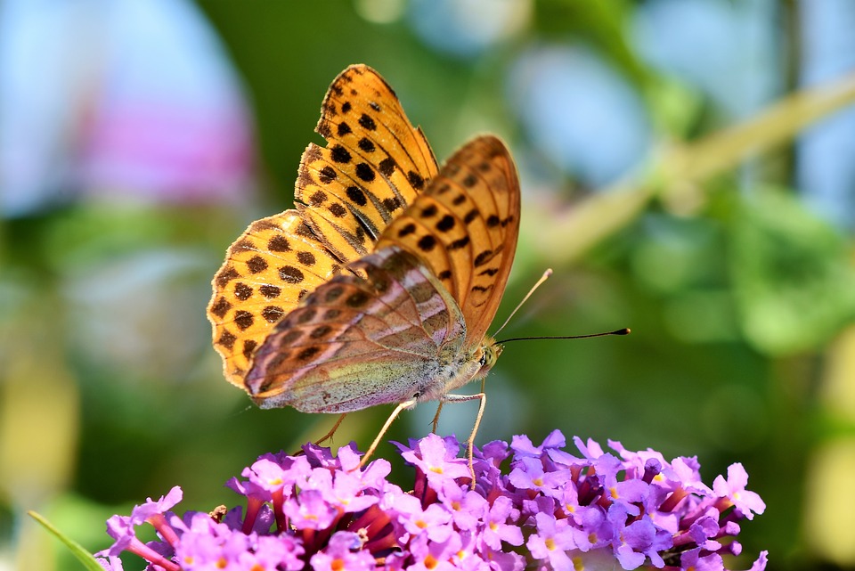 Fotografía de una mariposa sobre una flor