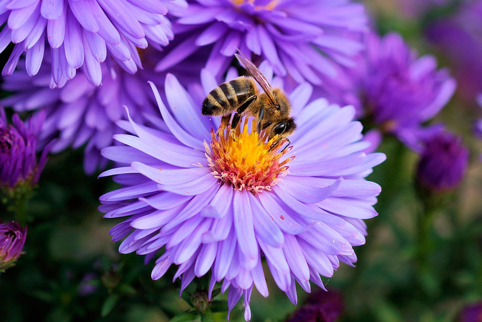 Fotografía de una abeja sobre una flor