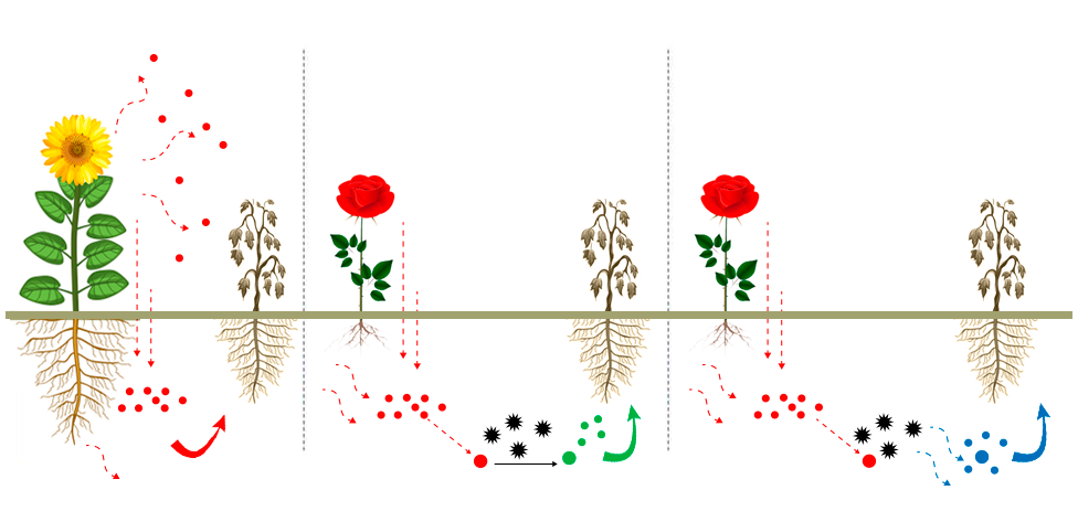 Ilustración que muestra una planta viva y otra muriendo