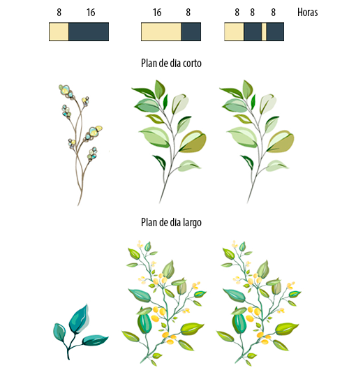 Ilustración que muestra una planta