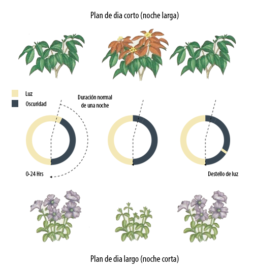 Ilustración que muestra una planta