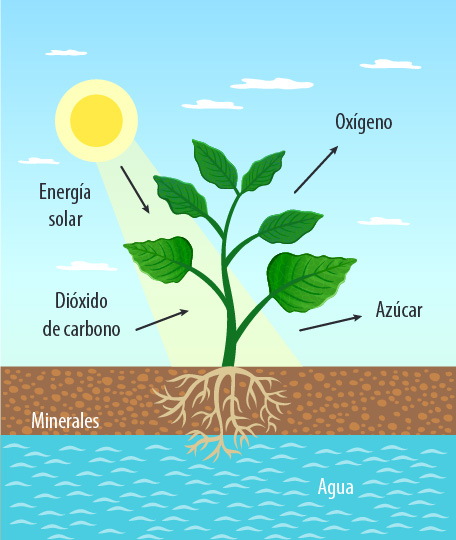 Ilustración que muestra los elementos necesarios para la presencia de clorofila