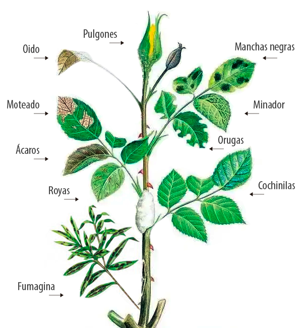 Ilustración que muestra cómo una flor se va secando de las hojas