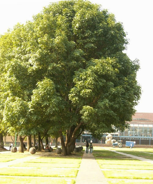 Ilustración de un árbol con follaje ancho