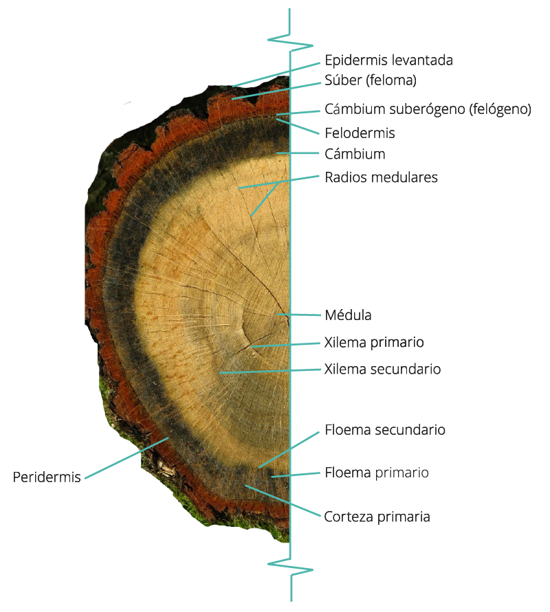 Ilustración del corte transversal de un tronco