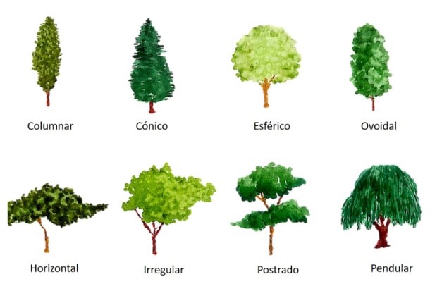 Ilustración que muestra la diversidad de ramas de los árboles