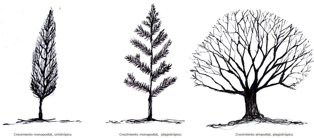 Ilustración que muestra la orientación de las ramas de tres árboles