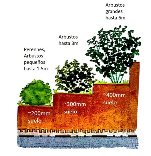 Ilustración de diferentes arbustos