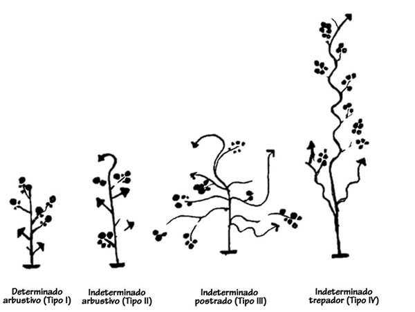 Ilustración con las diversas formas en las que crece un arbusto