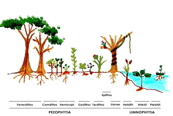  Ilustración que muestra la clasificación de las formas de vida