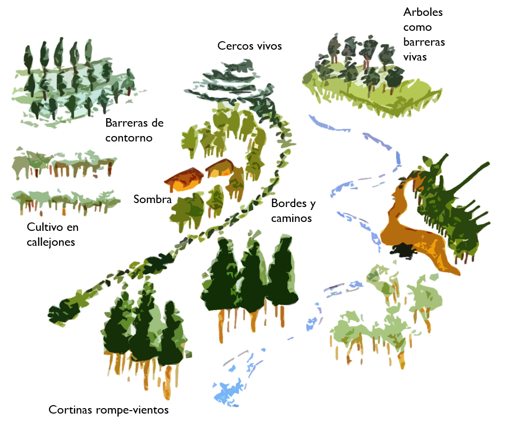 Ilustración que muestra la diversidad de árboles