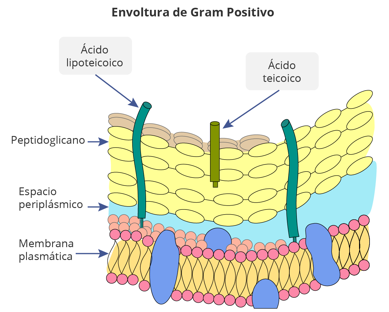 Partes de la pared celular gram positiva 