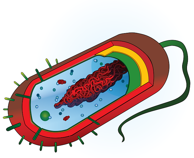 Partes de la pared celular: peptidoglucano