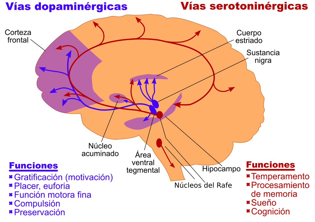 Esquema del cerebro con flechas que indican las diferentes funciones