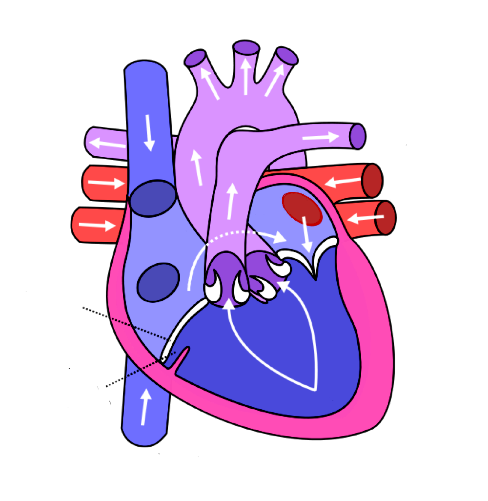 Basic Electrocardiography Interpretation