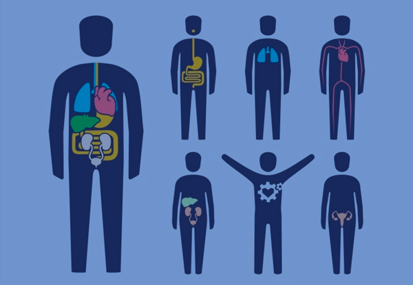 Órganos del cuerpo humano