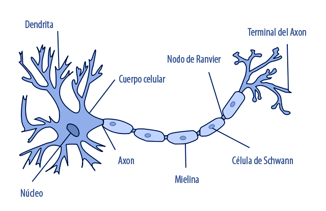 Una neurona completa
