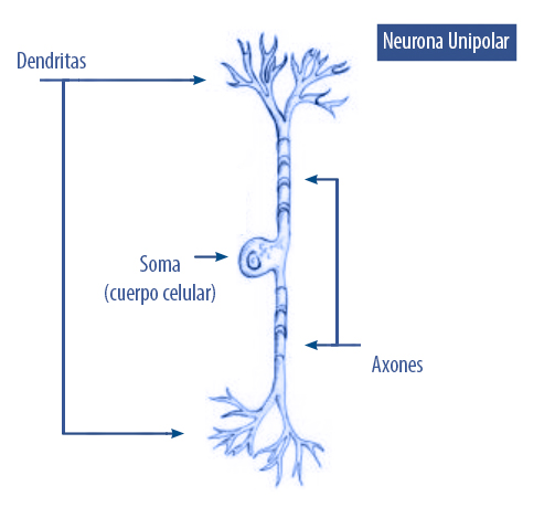Neuronas unipolares