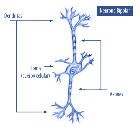 Neuronas bipolares