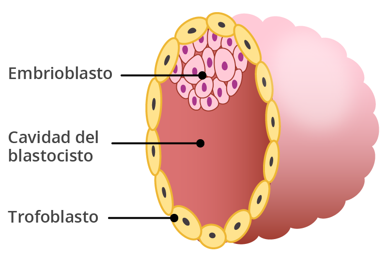 Células formando el saco embrionario