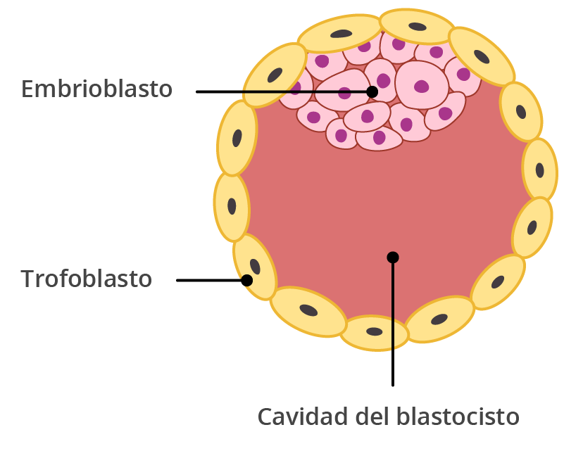 Células formando el saco embrionario