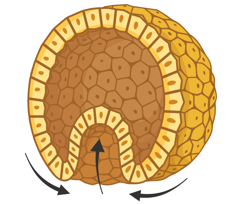 Células en proceso de gastrulación
