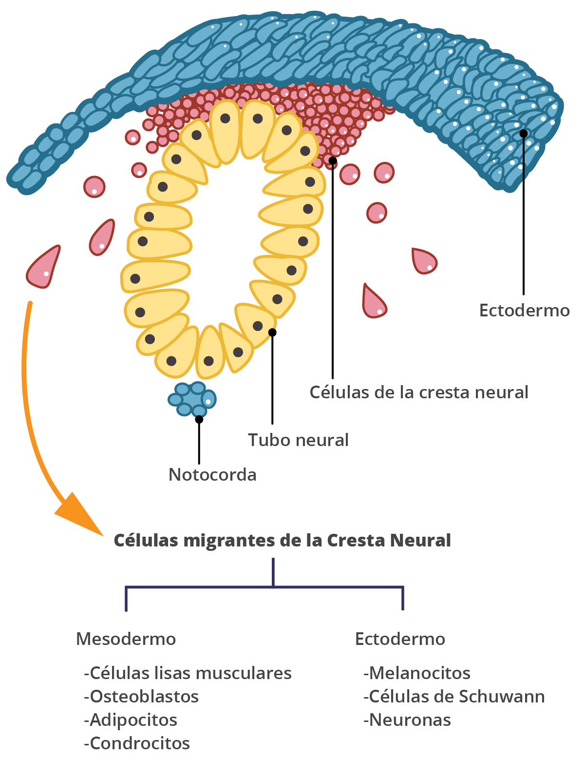 Ruta migratoria de las células de la cresta neural