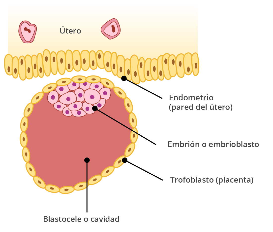 Organogénesis del embrión