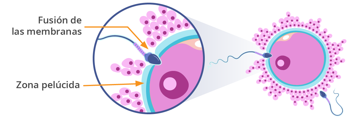 Fecundación humana: un óvulo y un espermatozoide se fusionan.