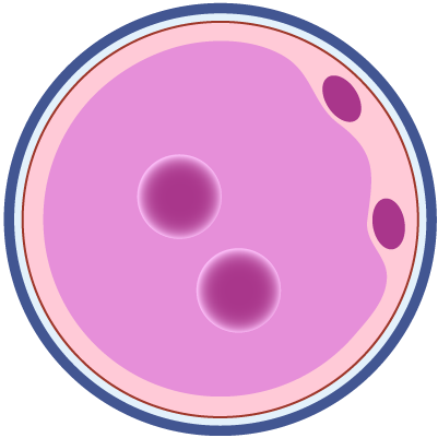 Fecundación humana día 1: División celular en dos del Cigoto