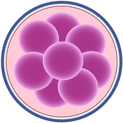 Fecundación humana día 3: Cigoto en múltiple división celular