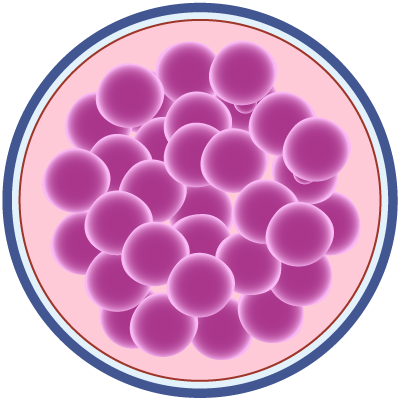 Múltiple división celular